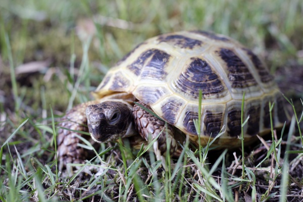 horsfields tortoise