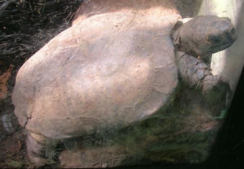 Arakan forest turtle