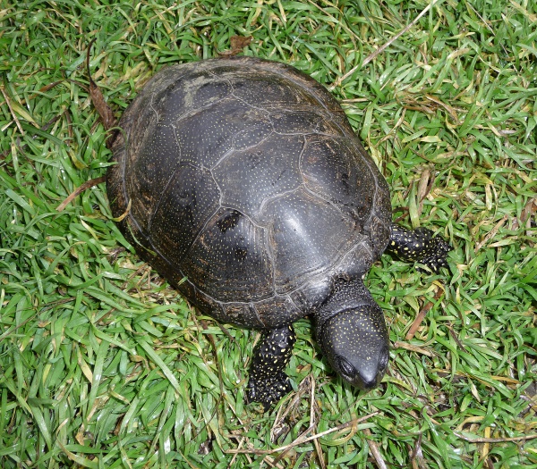 European pond turtle