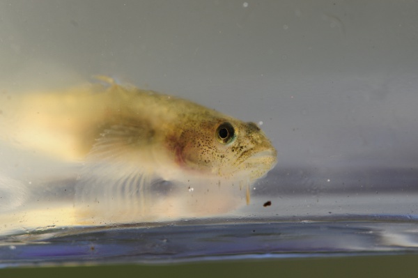 Tidewater goby