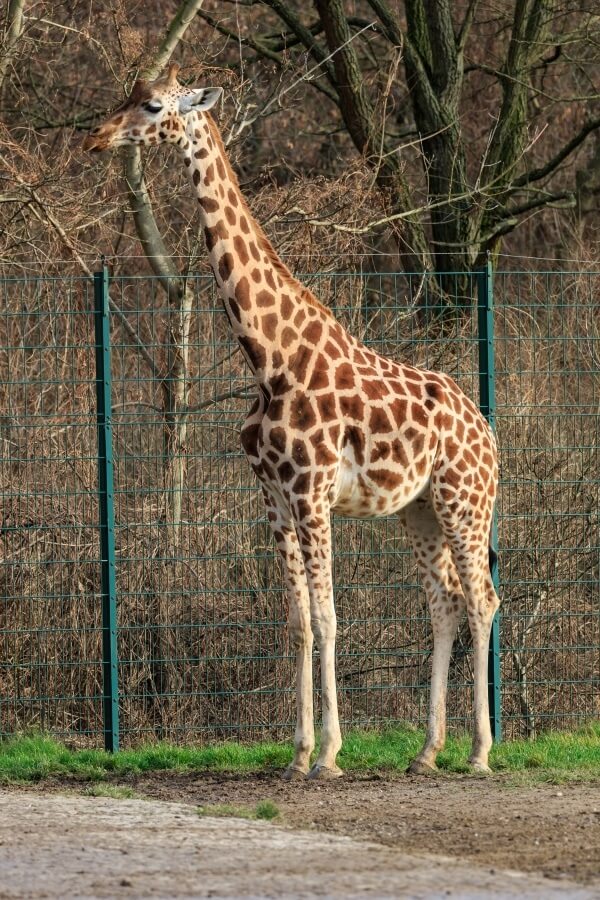 rothschilds giraffe