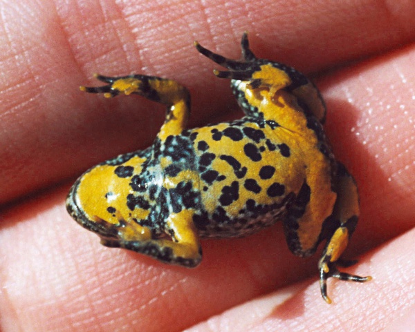 Yellowbelly Toad