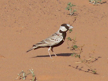 blackcrowned sparrowlark