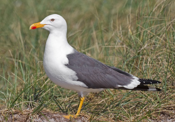 Lesser black-backed gull