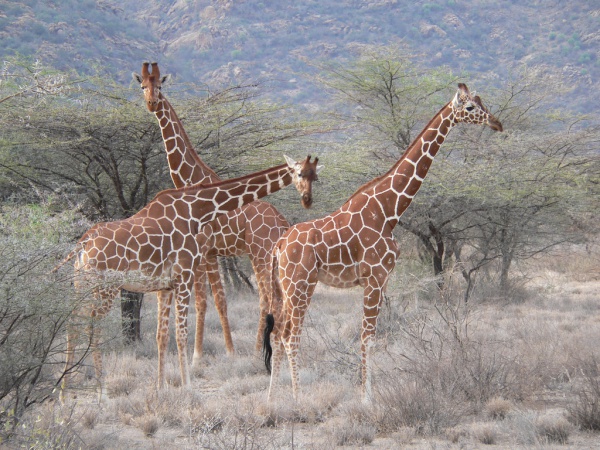girafe reticulee