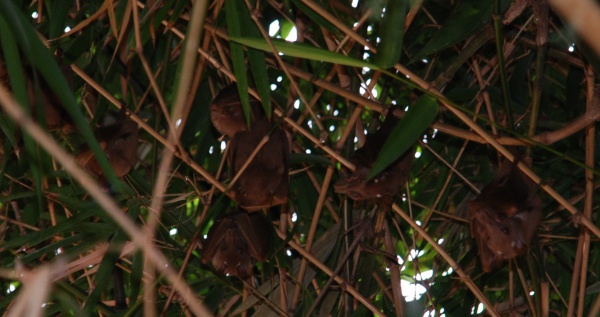 Gambia-Epaulettenflughund