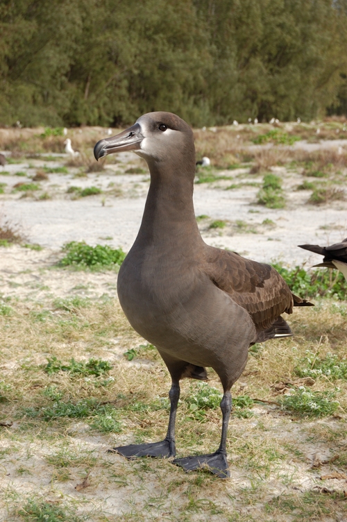 Albatros à pieds noirs