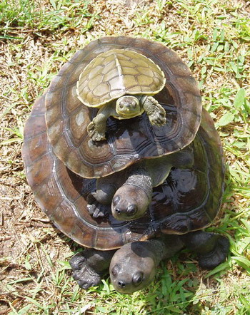 Mekong snail-eating turtle