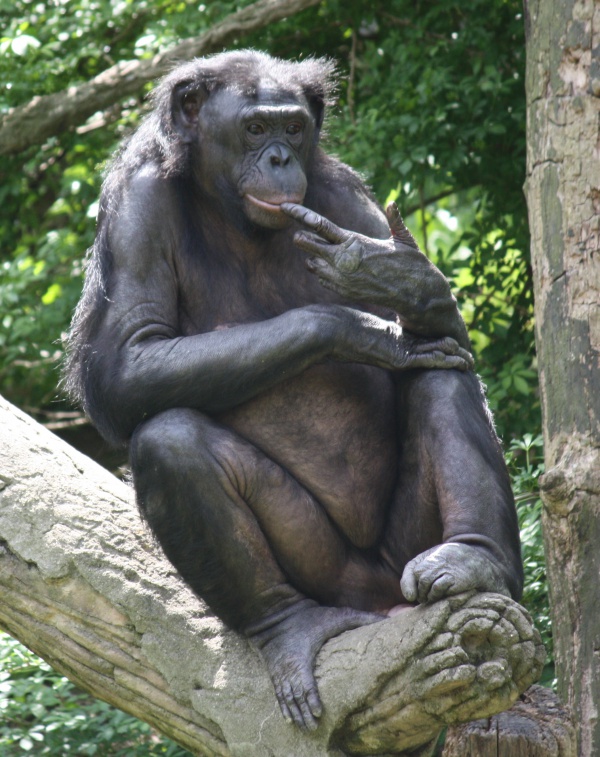 szympans karlowaty