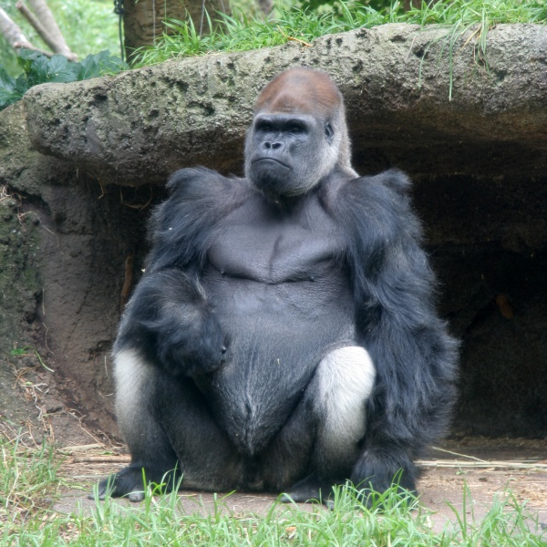 western gorilla