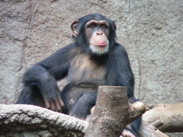 Gemeiner Schimpanse