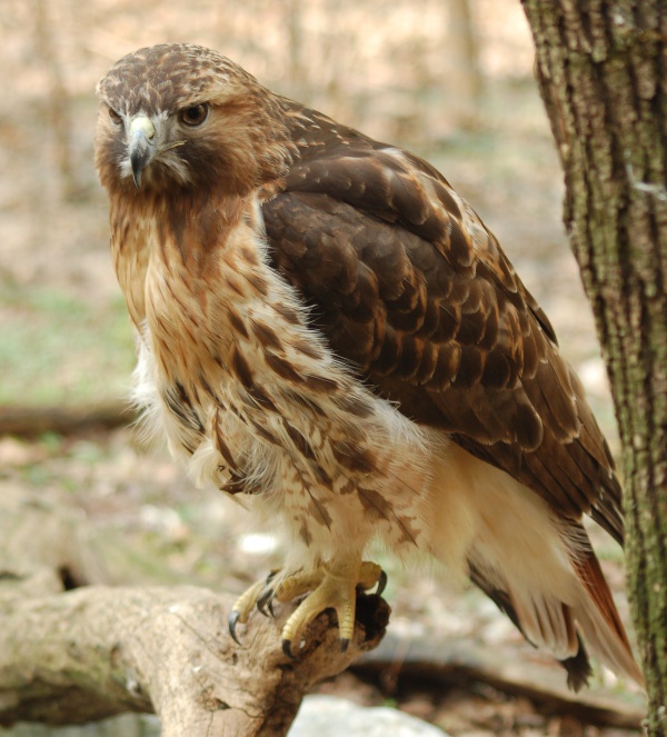 redtailed hawk