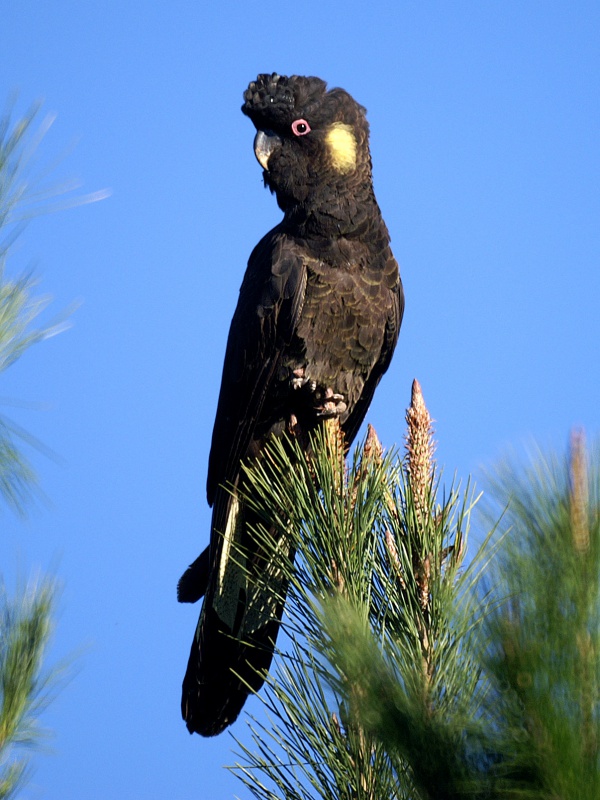 Calyptorhynchus funereus