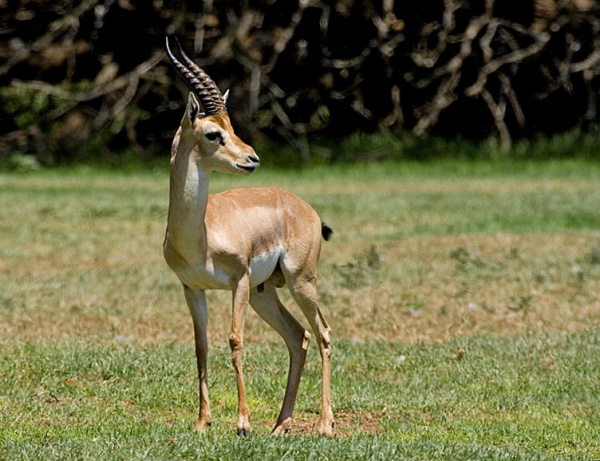 Common Arabian Gazelle