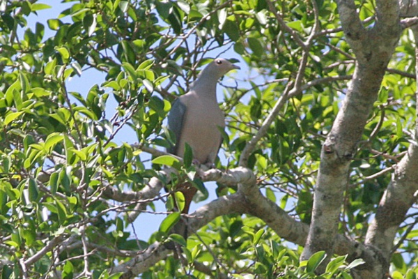 pinkheaded imperial pigeon