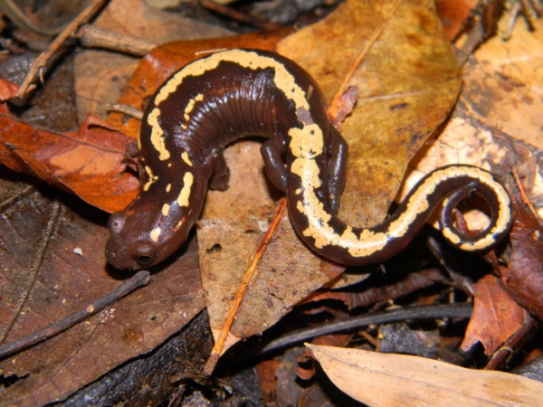 Salamandra De Müller