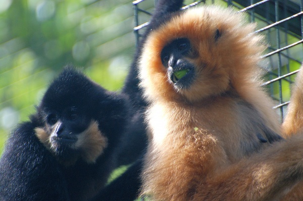 Yellow-cheeked gibbon