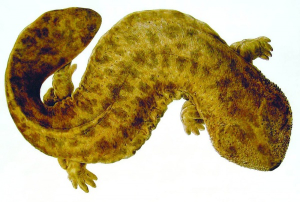 salamandra olbrzymia japonska