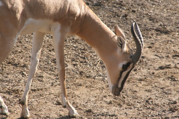 soemmerrings gazelle
