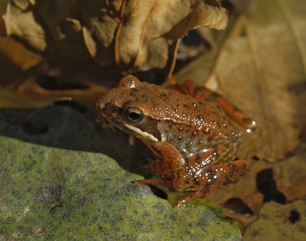 Iberian frog