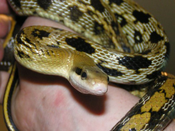 Beauty rat snake