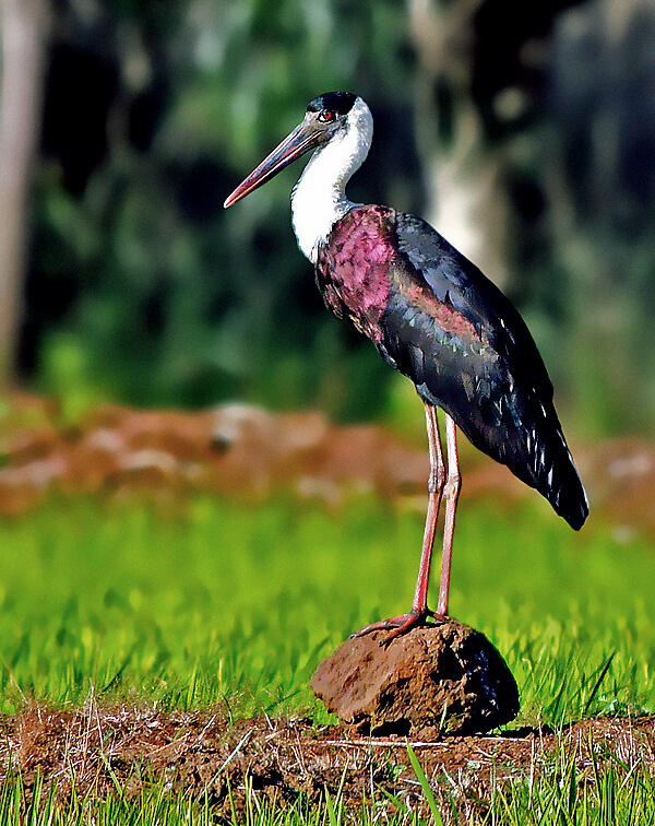 woollynecked stork
