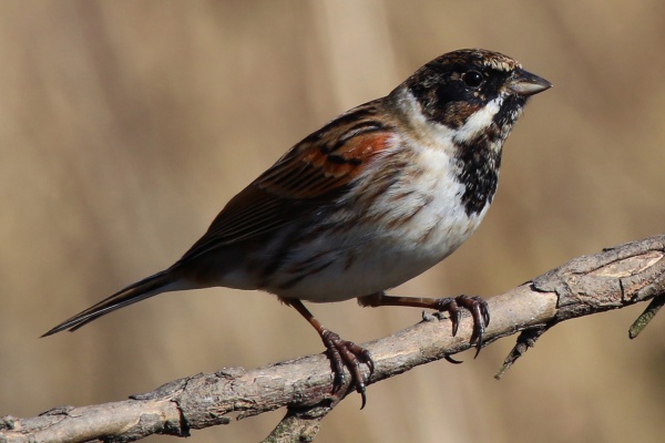 Common reed bunting