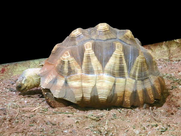 Żółw madagaskarski