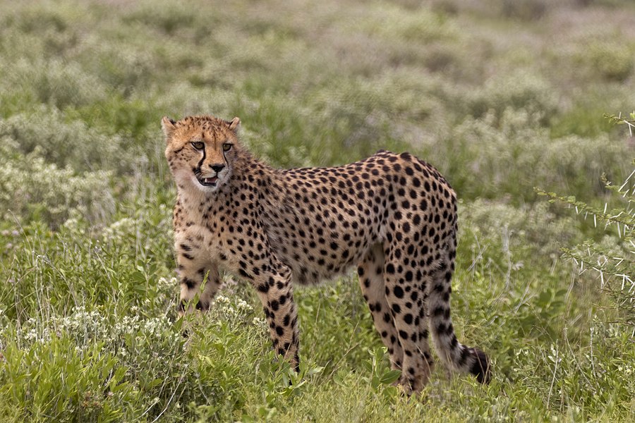 guepard dafrique du sud est