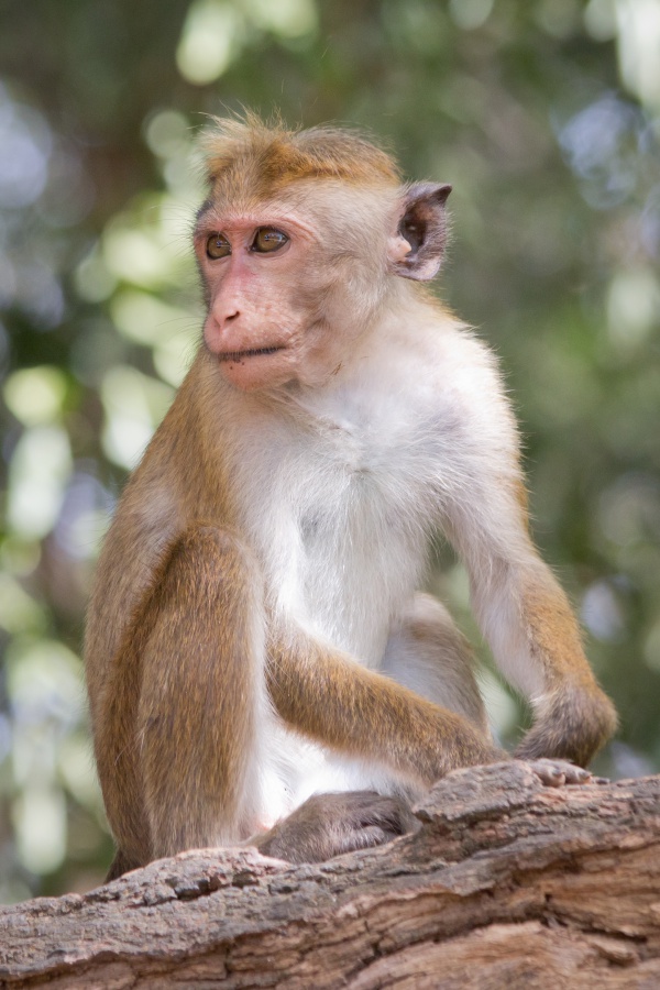 macaque a toque