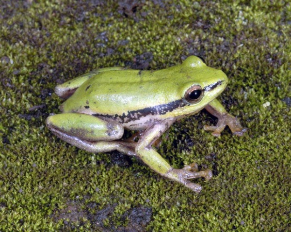 Lake Kivu Reed Frog