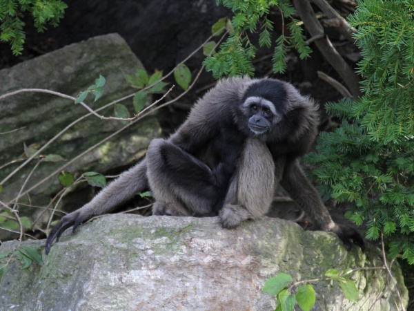 Müller's (Bornean) Gibbon