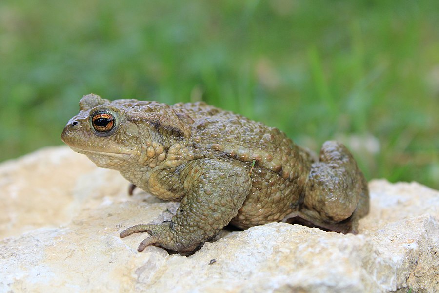 common european toad