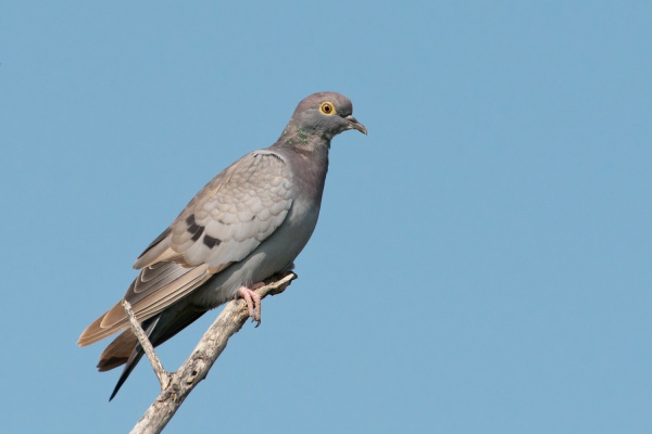 pigeon deversmann