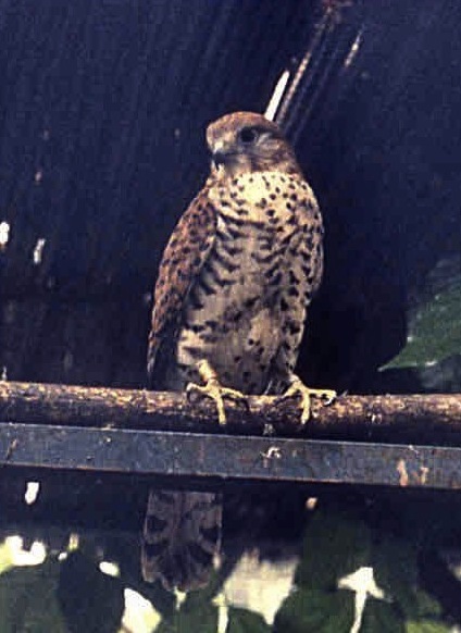 Falco punctatus