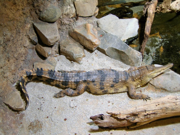 slendersnouted crocodile