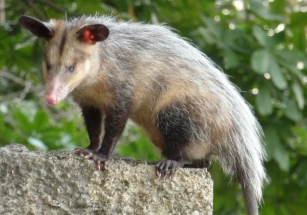 Common (Southern, Black-eared) Opossum