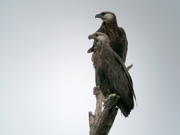 madagascan fish eagle