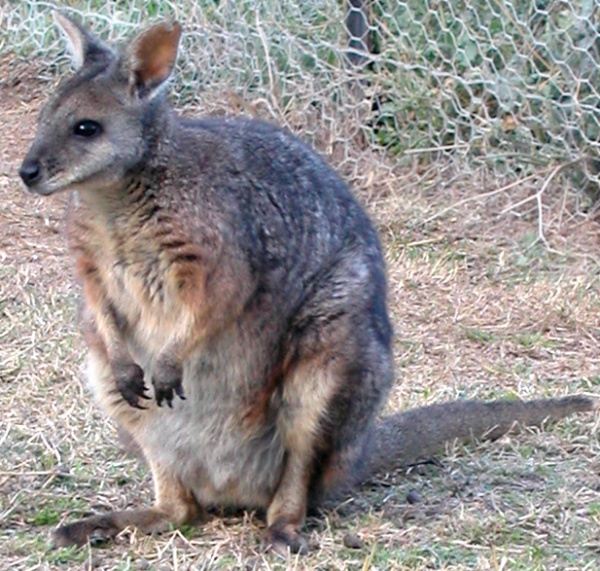 Tammar (Dama) Wallaby