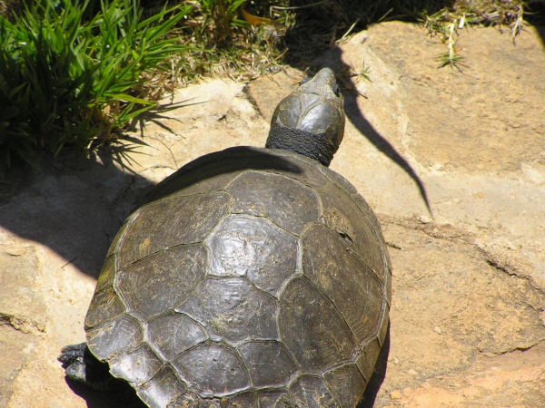 Madagascan big-headed turtle