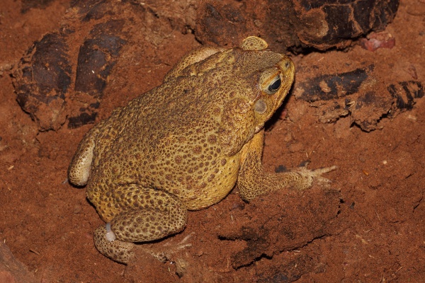 giant or cane toad