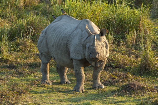 nosorozec indyjski