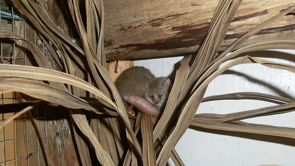 Reddish-gray mouse lemur