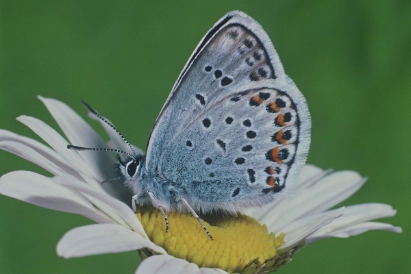 Silver-studded blue