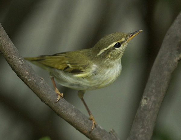 Phylloscopus borealis