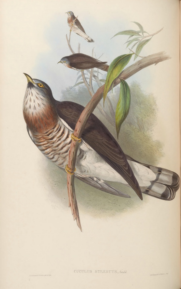 Large hawk-cuckoo