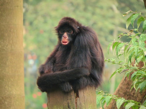 blackfaced spider monkey