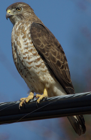 broadwinged hawk