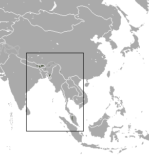 Himalaya-Maulwurf