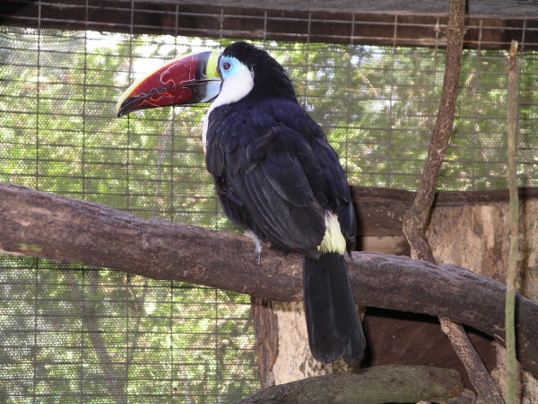whitethroated toucan